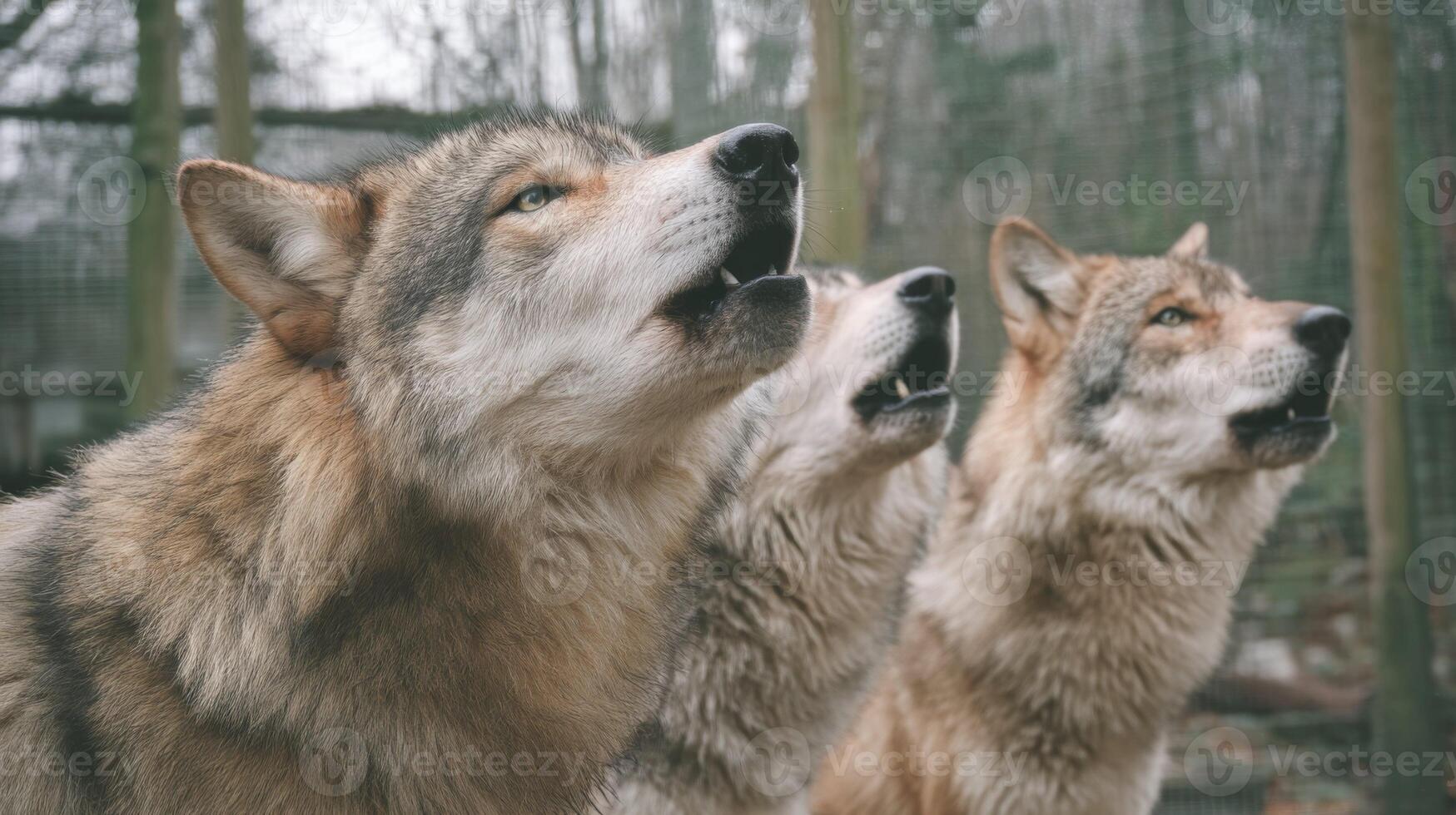 Three Wolves Howling Together in a Natural Habitat with a Soft Focus Background Capturing the Spirit of Wildlife photo