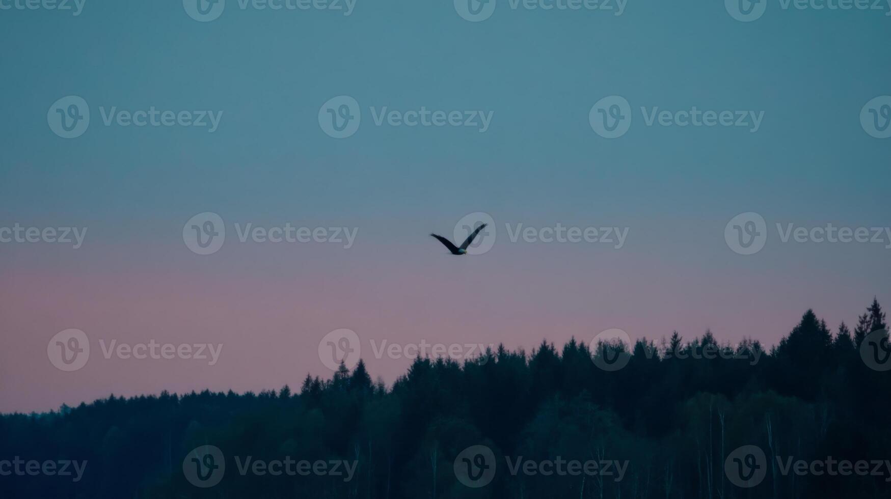 Majestic Bird Flying Over Serene Landscape at Dusk with Soft Pink and Blue Sky Background photo