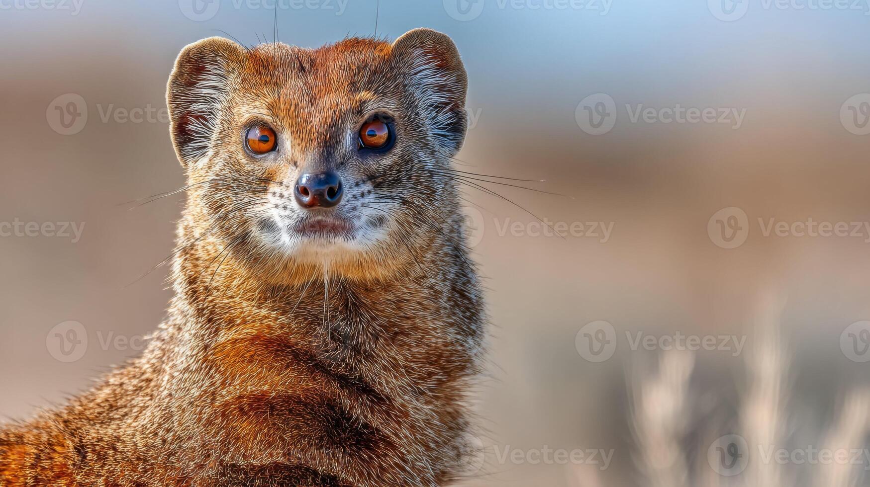 Close-up Portrait of a Curious Mongoose in Its Natural Habitat with Striking Orange Eyes and Unique Fur Patterns photo