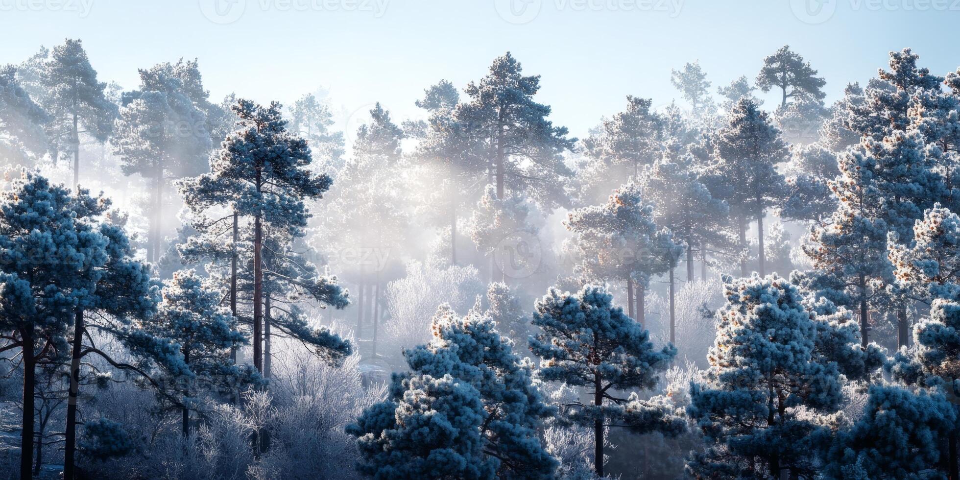 Frosty Winter Forest Landscape with Pine Trees and Mist in Early Morning Light, Nature Scene of Tranquility and Beauty photo