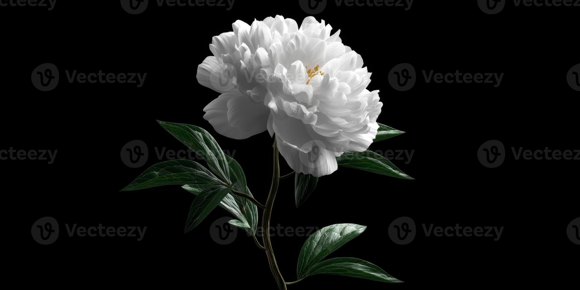 Elegant white peony flower isolated on black background showcasing delicate petals and lush green leaves, perfect for nature themes photo