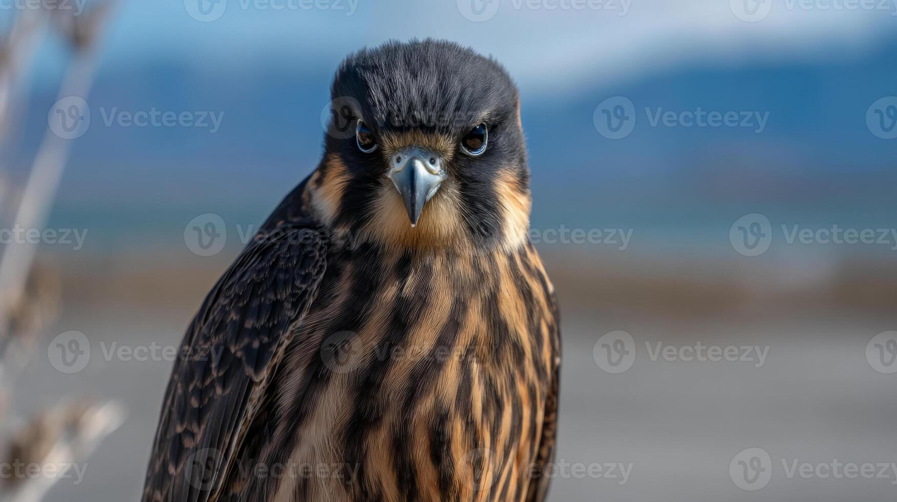 Close-up of a striking bird of prey with distinctive feathers and intense gaze against a blurred natural background photo