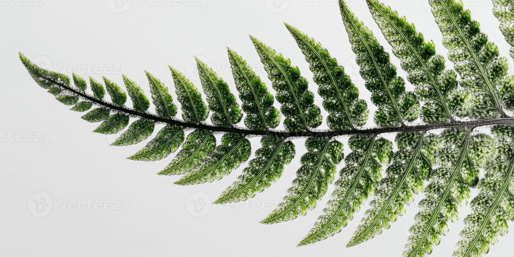 Close-up View of a Green Fern Leaf Isolated on a Light Background Showcasing Intricate Leaf Structure and Natural Beauty photo