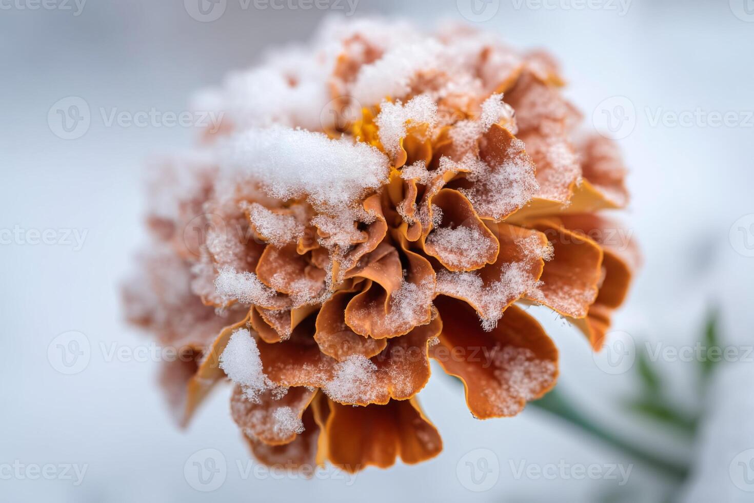 Marigold Flower Covered in Snow, Winter Scene with Frosted Petals and Delicate Snowflakes in a Soft Focus Background photo