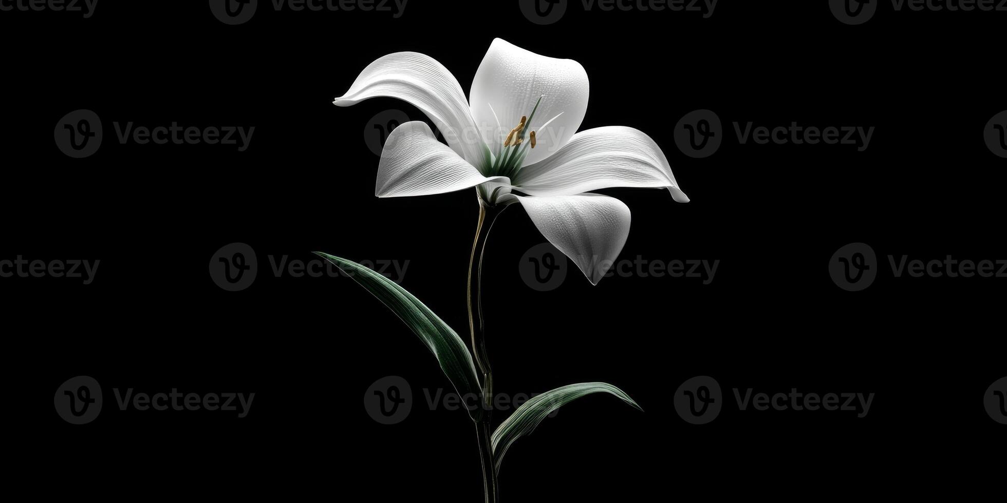 Elegant White Lily Bloom with Dark Background Showcasing Natural Beauty and Graceful Petal Structure photo