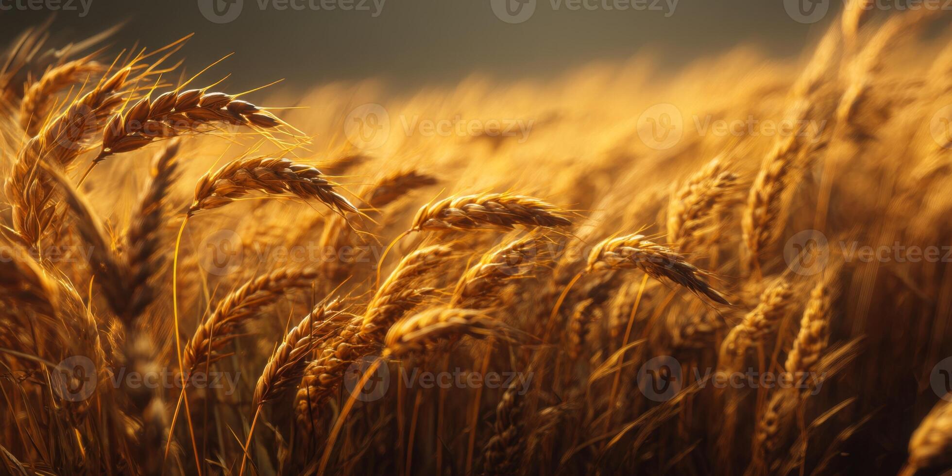 Golden Wheat Field with Warm Sunlight Glowing on Grains in Nature's Beauty, Capturing Harvest Season's Essence and Tranquility photo