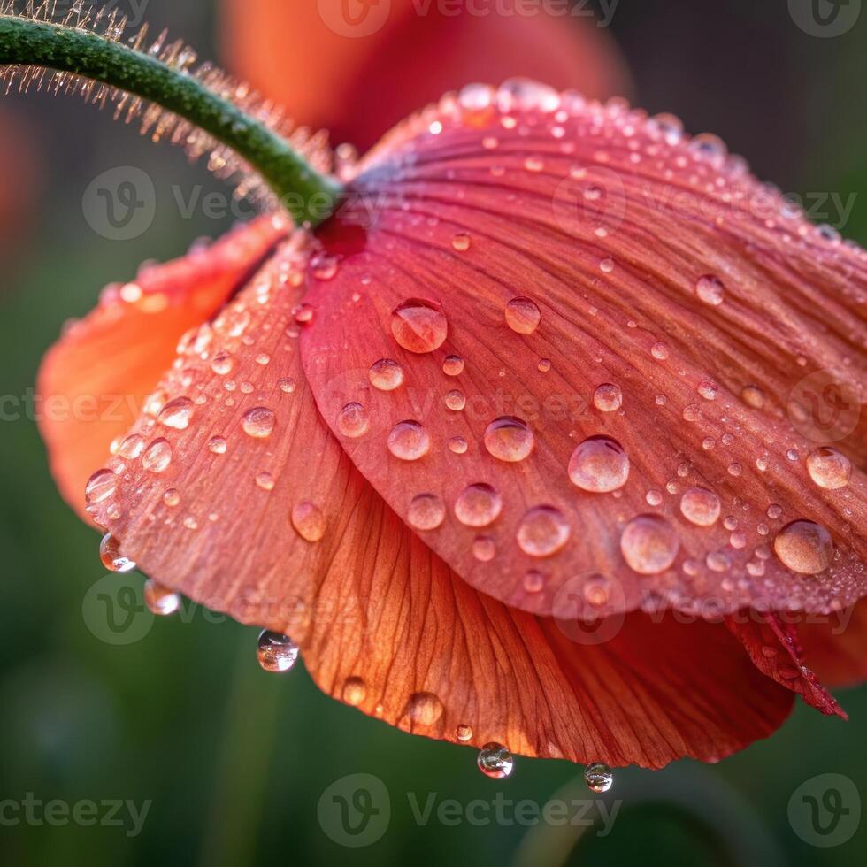 Poppy flower petal with dew drops in a soft, warm background, macro photography photo