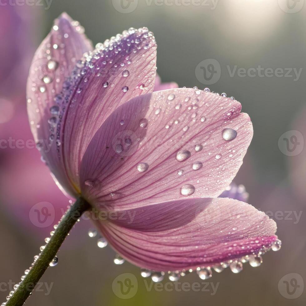 Lotus flower with dew drops in a soft, serene background, macro photography photo