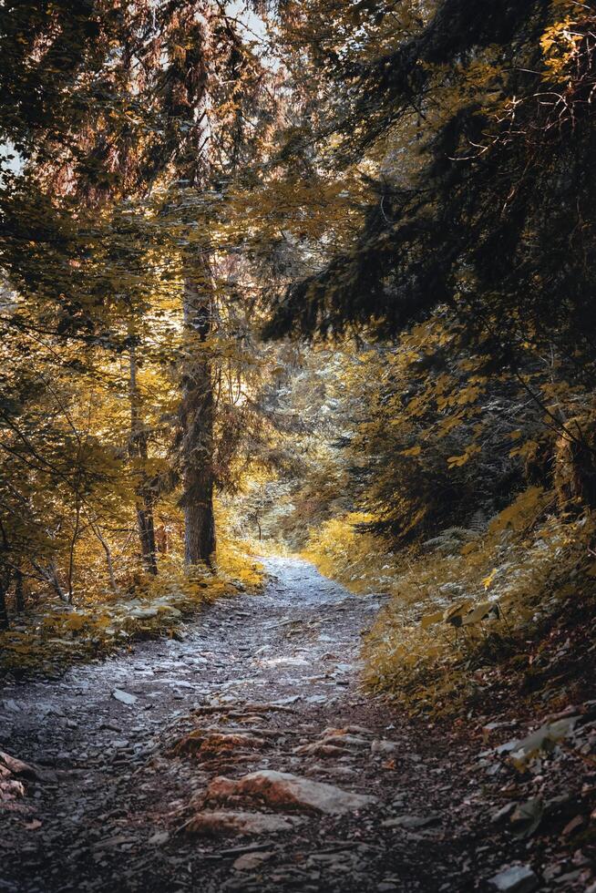 a path in the woods with trees and leaves photo