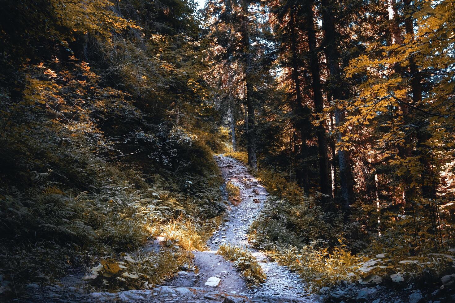 a path in the woods with trees and rocks photo