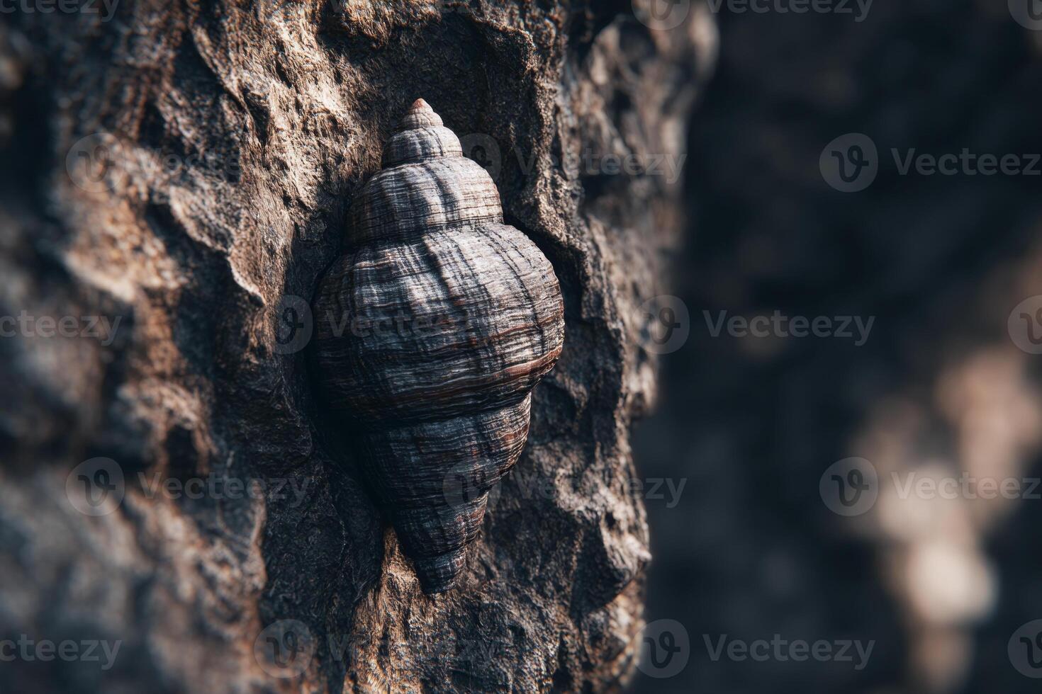 Close-Up View of a Spiral Seashell Resting on a Textured Rocky Surface in Natural Outdoor Environment photo