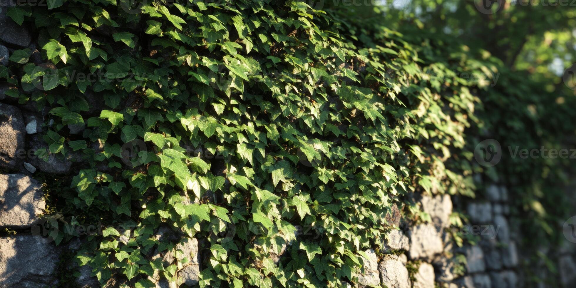 Lush Green Ivy Climbing Over Stone Wall in Soft Natural Light During Daytime in a Serene Outdoor Setting photo