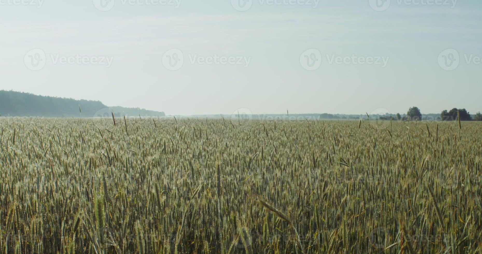 Golden wheat field on a summer sunny day. Tall ears of wheat stir in the wind photo