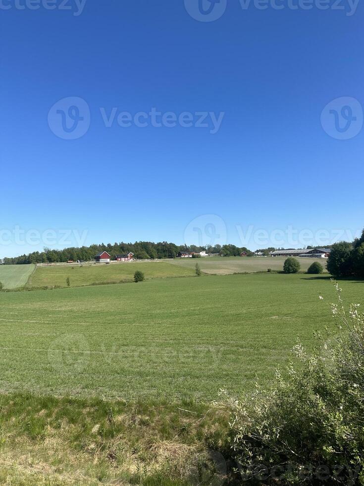Expansive green fields under a clear blue sky with distant farmhouses creating a serene rural landscape and peaceful atmosphere photo