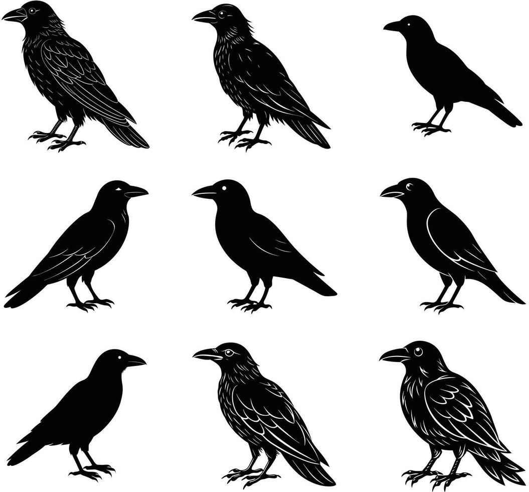 Black raven illustrations set in various styles including silhouettes and detailed feathered outlines for designs. vector