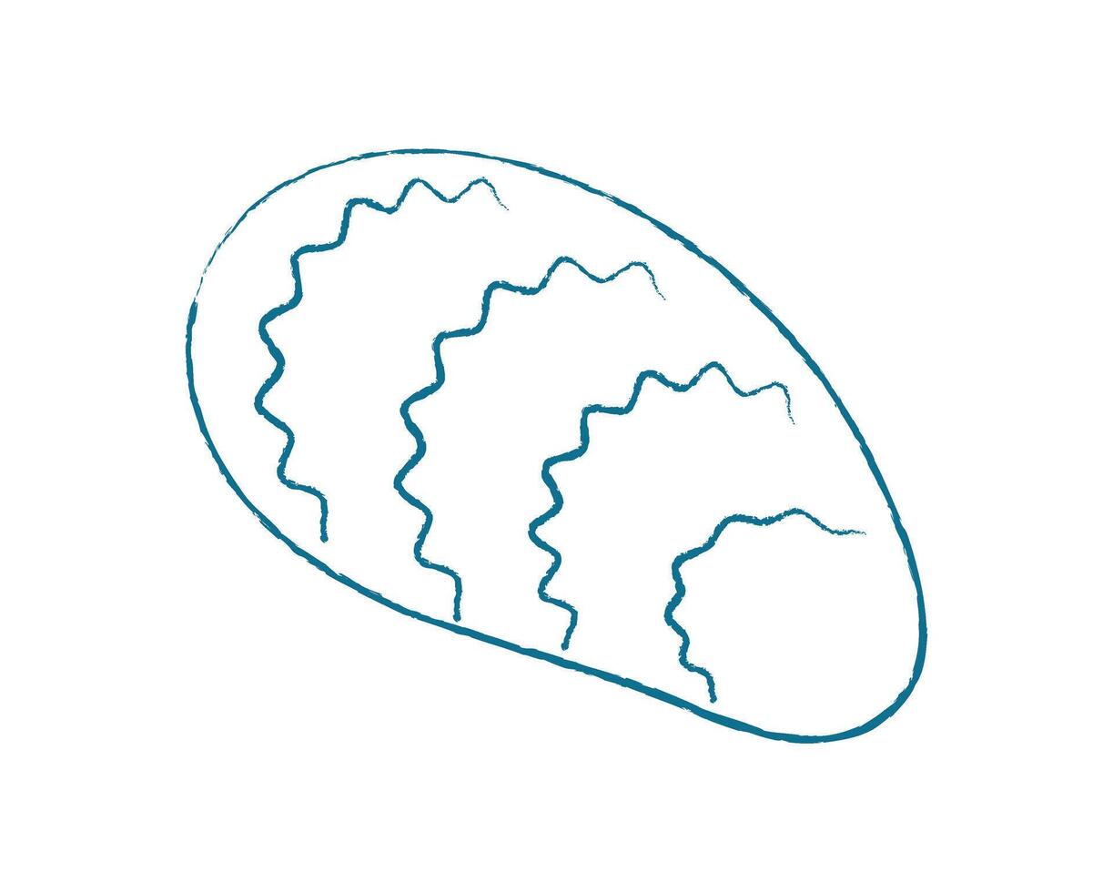 Chalk seashell doodle. Crayon seashell design. Underwater marine creature, ocean shape, texture, summer theme, suitable for childrens art, educational material, or aquatic projects. vector