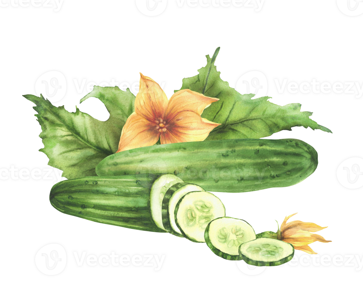 Cucumber vegetables with green leaves, yellow flowers, buds and sliced in circles cucumber fruit Watercolor hand drawn illustration.Clipart for eco food, nature cosmetic label Isolated from background png