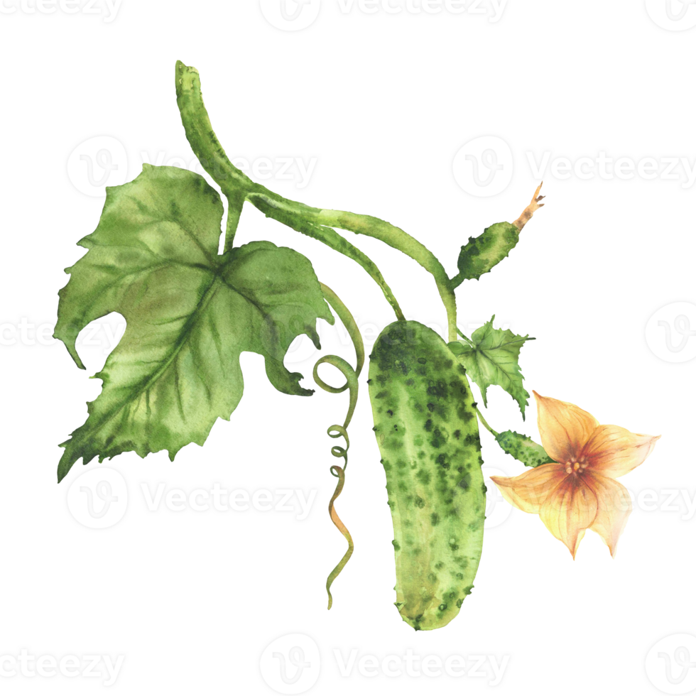 Cucumber plant with green vegetables, yellow flower, green leaf, tendril and bud on vine. Different growth stages. Hand drawn watercolor for farm packaging, label, cookbooks, garden seeds. Isolated png