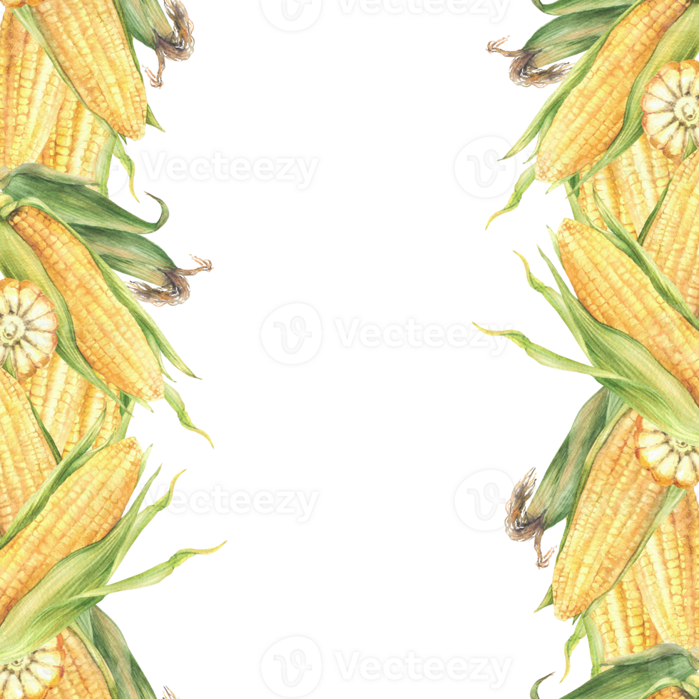 Corncobs seamless border frame. Yellow cut and whole maize cobs with green husks. Hand drawn illustration Watercolor vegetables harvest, food design, corn oil label print. Isolated from background png