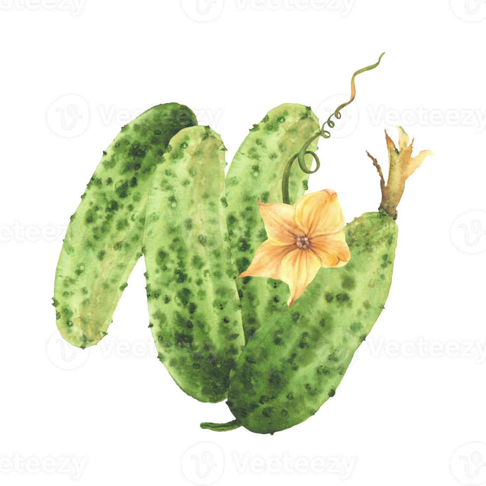 Prickly cucumbers with yellow flowers, leaves, buds and curling plant tendril Watercolor illustration hand drawn Botanical realistic vegetable harvest. Isolated from background for farm eco food label png