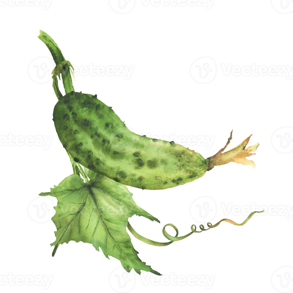 Watercolor Cucumber plant with green leaf and curling tendril and buds hanging on vine Hand drawn realistic botanical illustration of growing vegetable for eco farming label. Isolated from background png