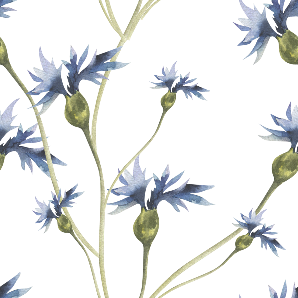Field blue flowers watercolor seamless pattern. Floral foliage petal background with cornflowers illustration.Hand drawn botanical clipart for home, textile. fabric, packing design png