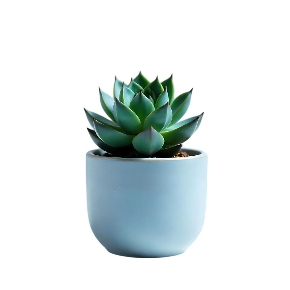 Succulent plant in light blue pot png