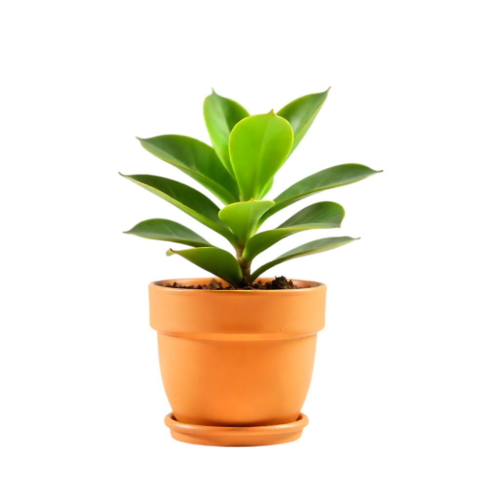 Small green plant in terracotta pot png