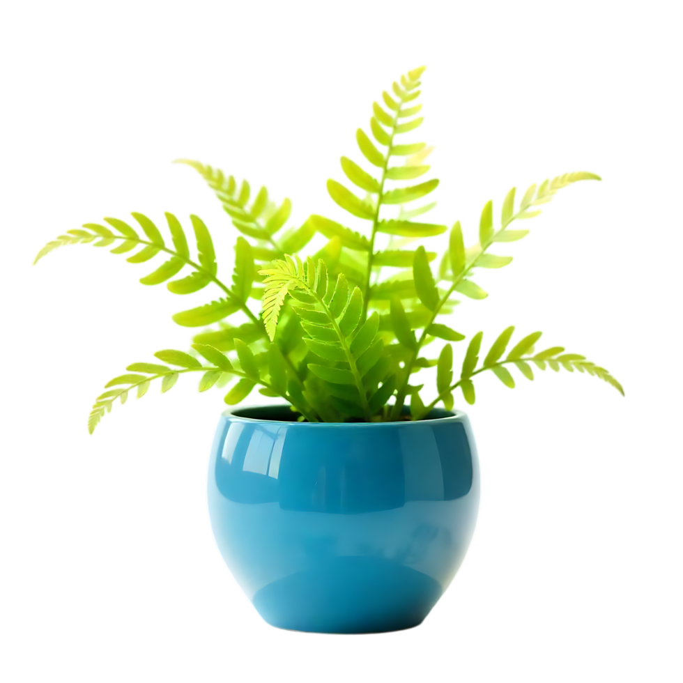 A lush, vibrant green fern plant thrives in a smooth, round teal-colored pot png