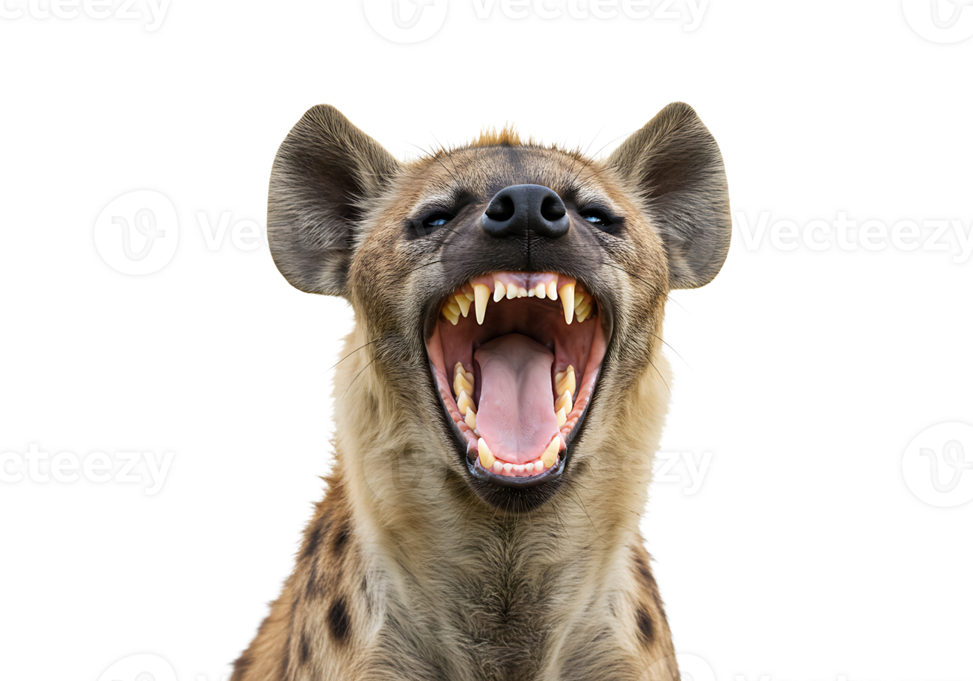 A hyena with its mouth open and its teeth showing png