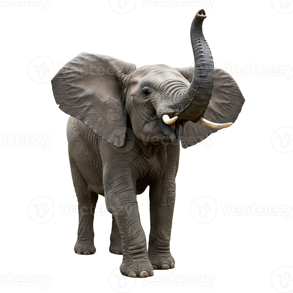 An elephant with its trunk out png