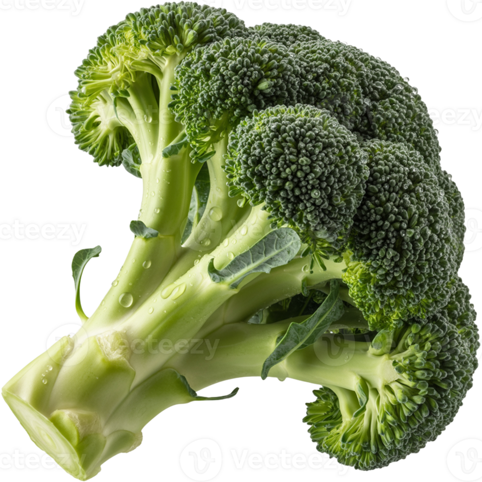 Freshly picked broccoli florets Image, Broccoli isolated on transparent background, Broccoli illustration png