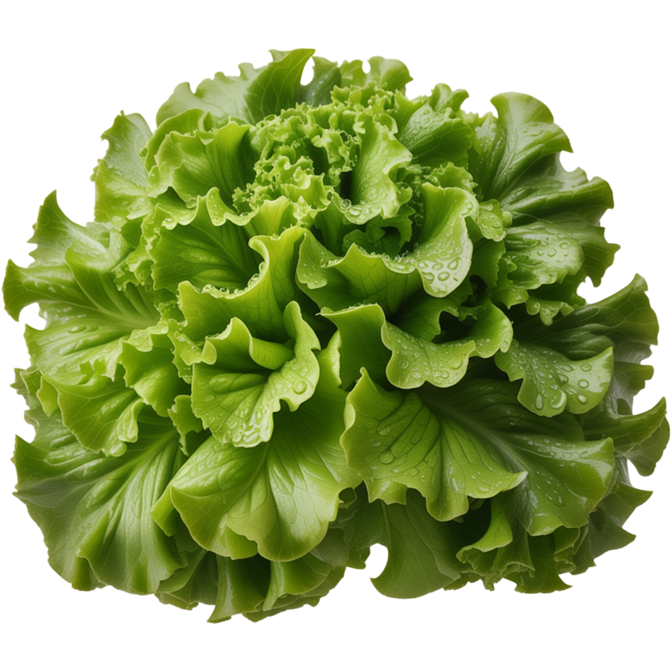 Crisp green lettuce leaves Image Art, Crisp lettuce isolated on transparent background, Crisp lettuce illustration png