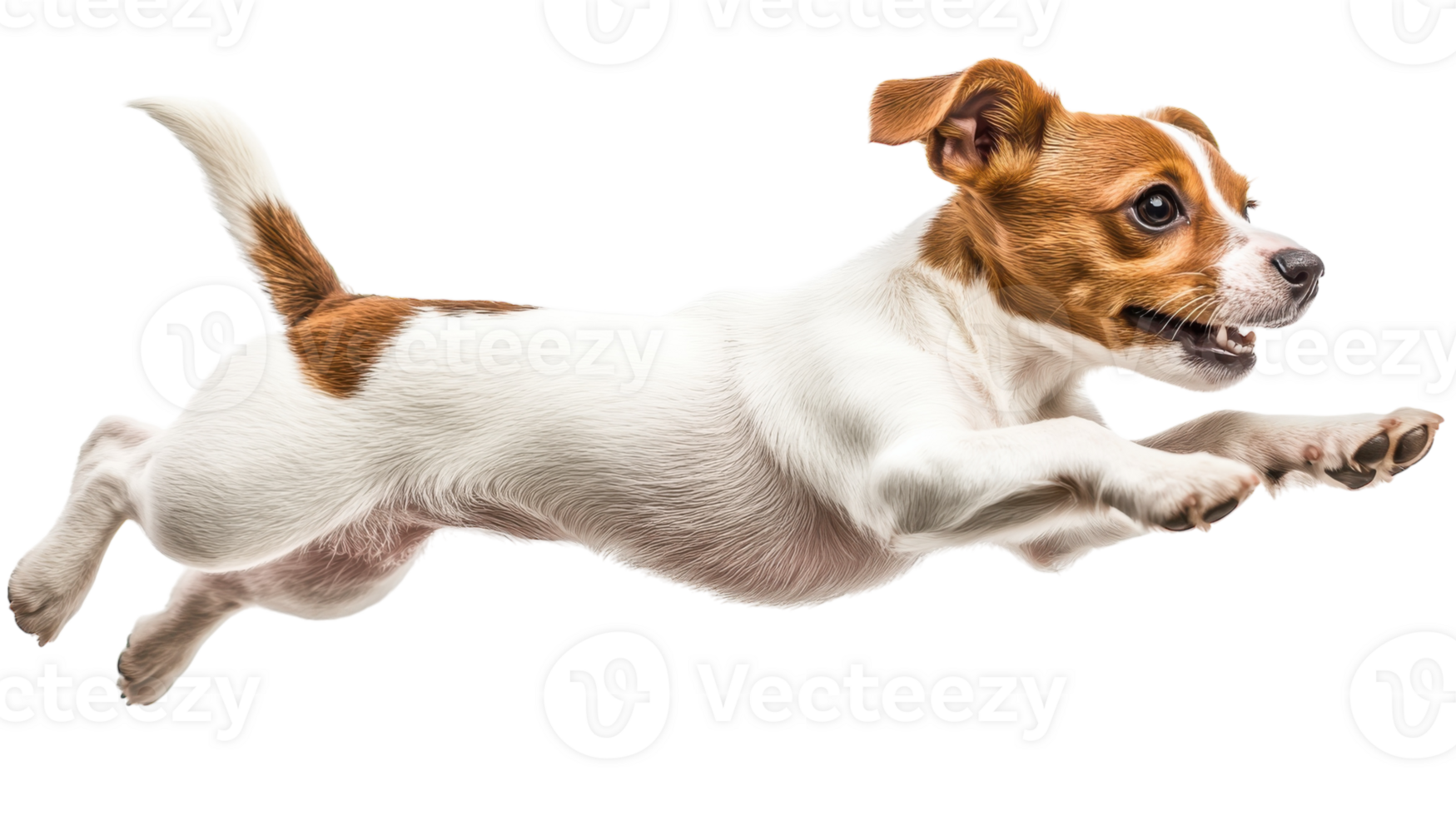 Playful dog jumps energetically in mid-air, capturing joy and excitement during a spirited moment of fun png
