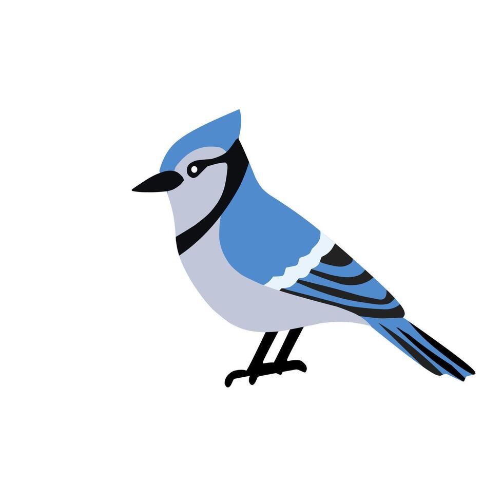 A stylized blue jay with vibrant blue feathers and bold black markings. Ideal for educational designs, nature themes, and wildlife artwork vector