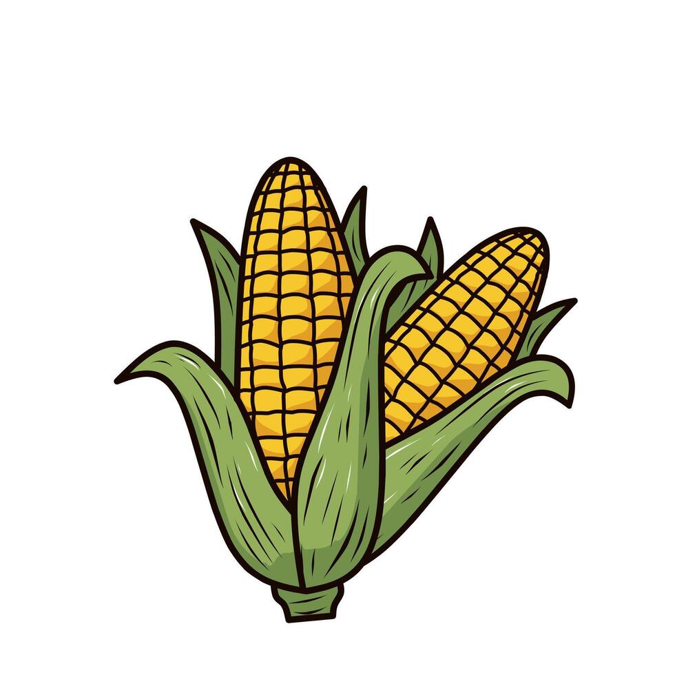 illustration of two corn cobs side-by-side with fresh green husks. Ideal for farm market branding, food packaging, or agriculture-themed content vector
