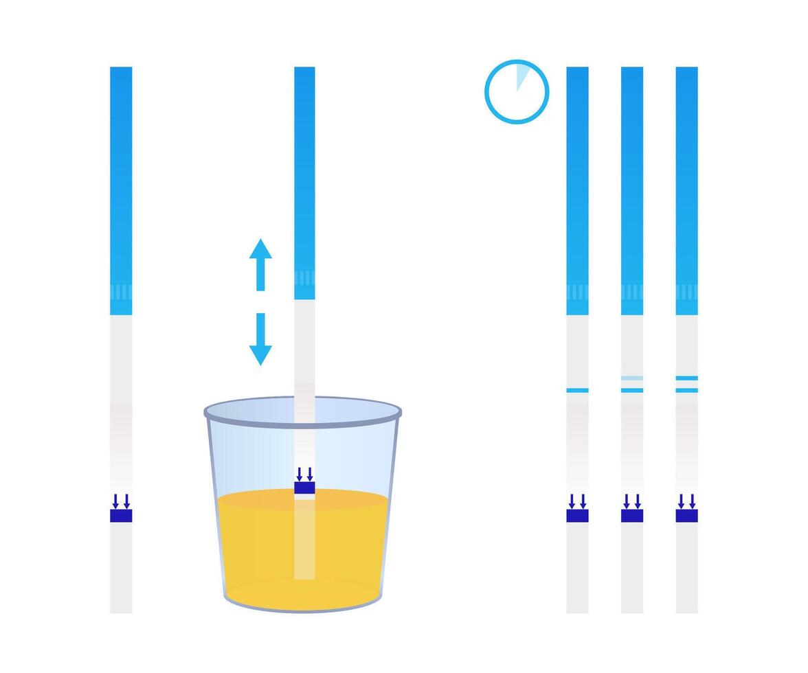 Pregnancy test showing positive result after being dipped in urine sample vector