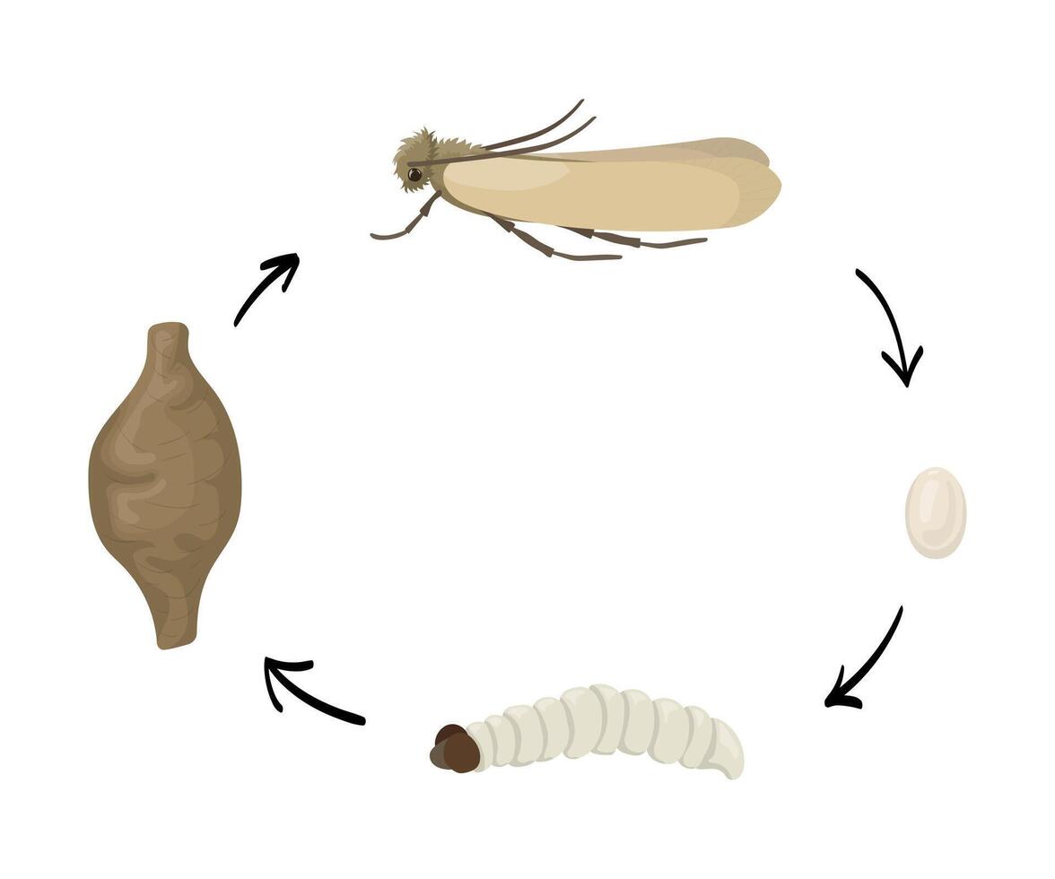 Clothes moth life cycle showing the four stages of development from egg to larva, pupa and adult moth vector