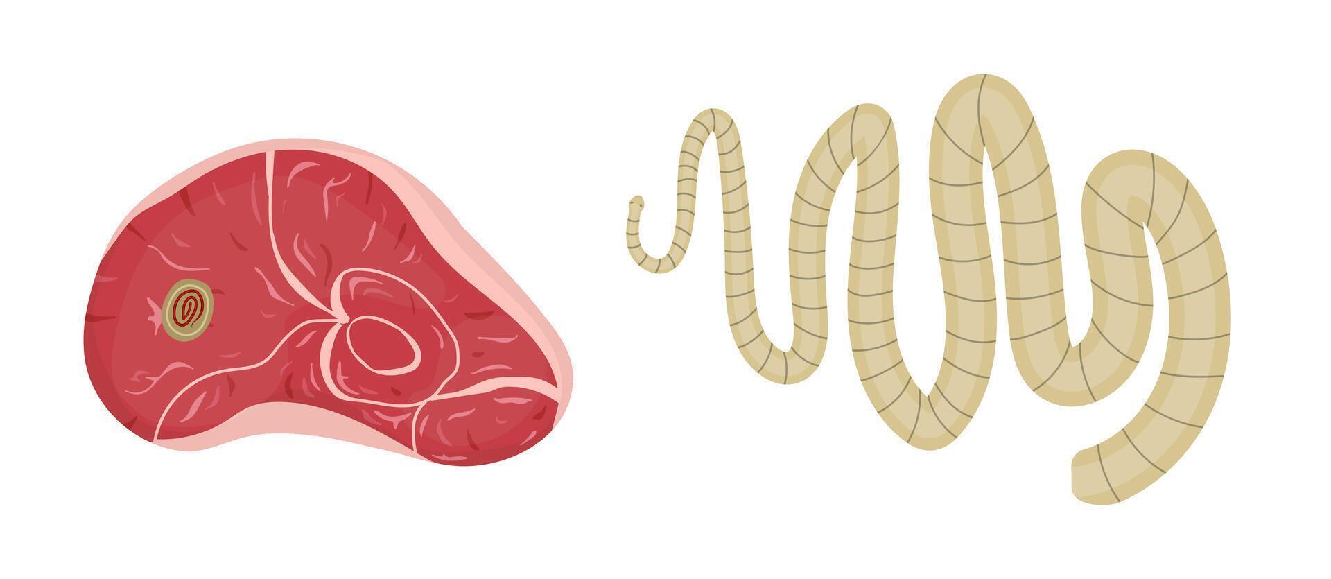 Tapeworm larva in raw meat causing parasitic infection vector