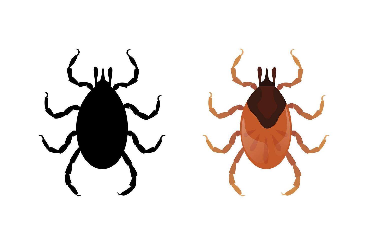 Mite and its silhouette showing its anatomy vector