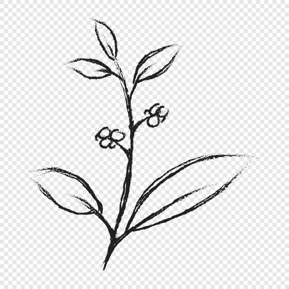 Branch with leaves hand drawn illustration. Floral element design. Hand drawn botanical. vector