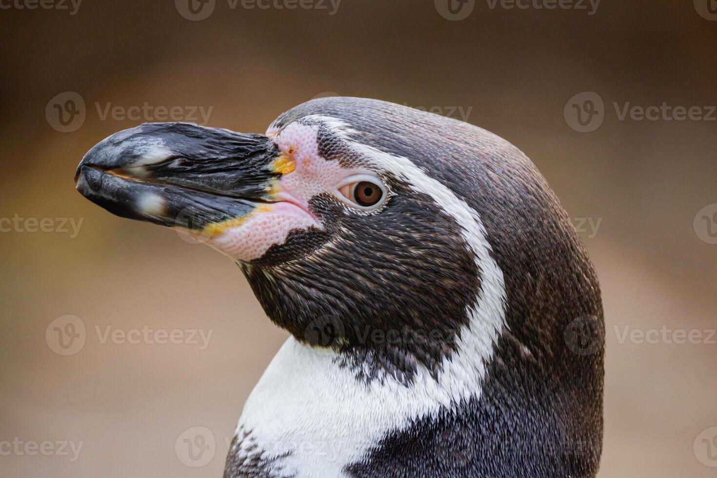 Humboldt Penguin, Colony Spheniscus humboldti photo