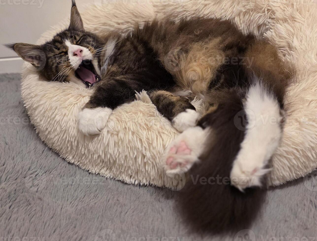Playful cat yawning while lounging cozy pet bed comfortable indoor setting photo