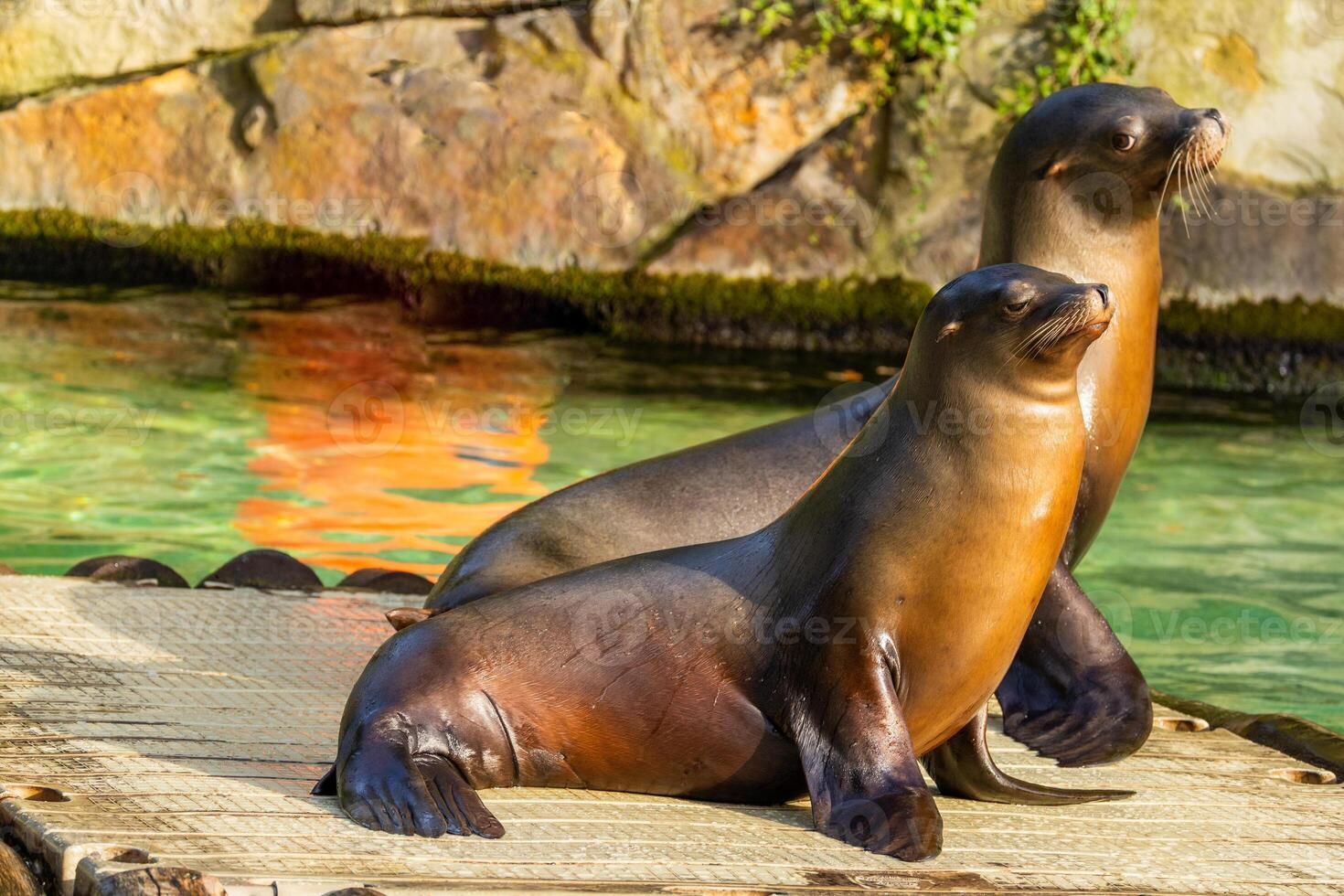 pair of California sea lions Zalophus californianus. photo