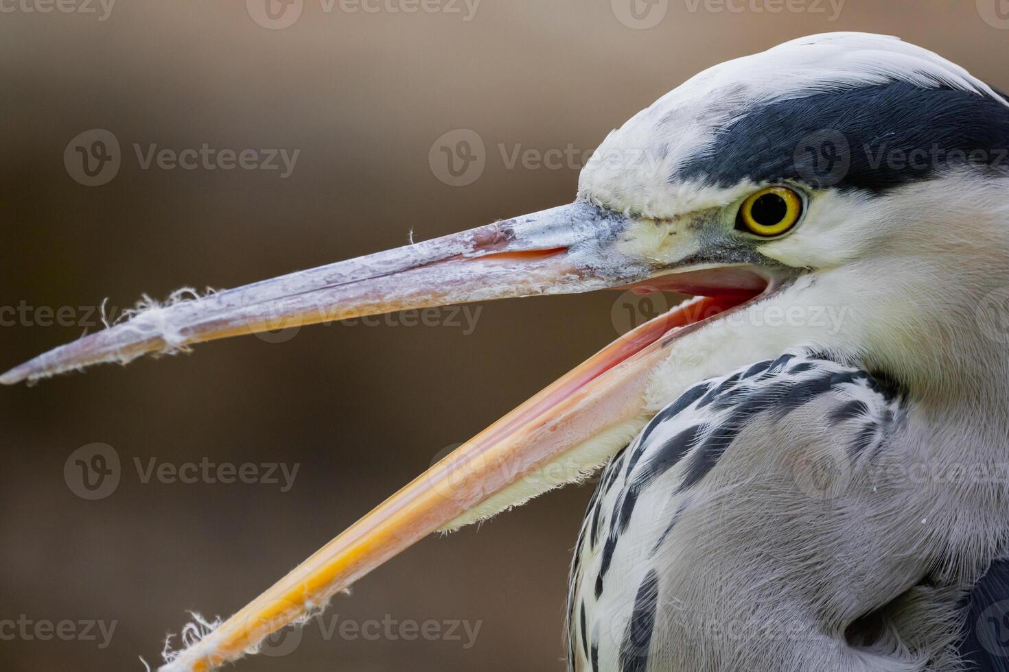 l gray heron bird is several shades of grey with a long beak. photo