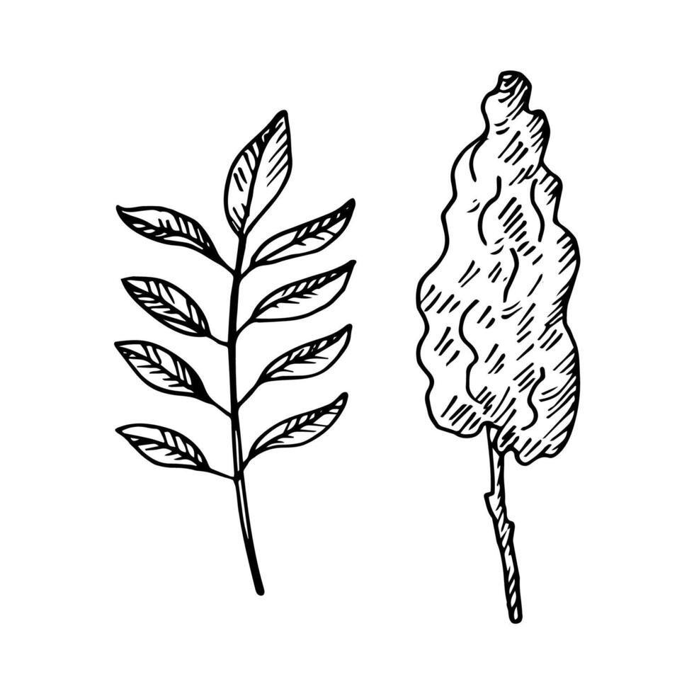 Sumac plant on isolated background. Hand drawn sketch of Sumach, vinegar tree with flower and leaves for sign, logo, label, card, wrapping, design. Food ingredient, Turkish and Lebanese cuisine vector
