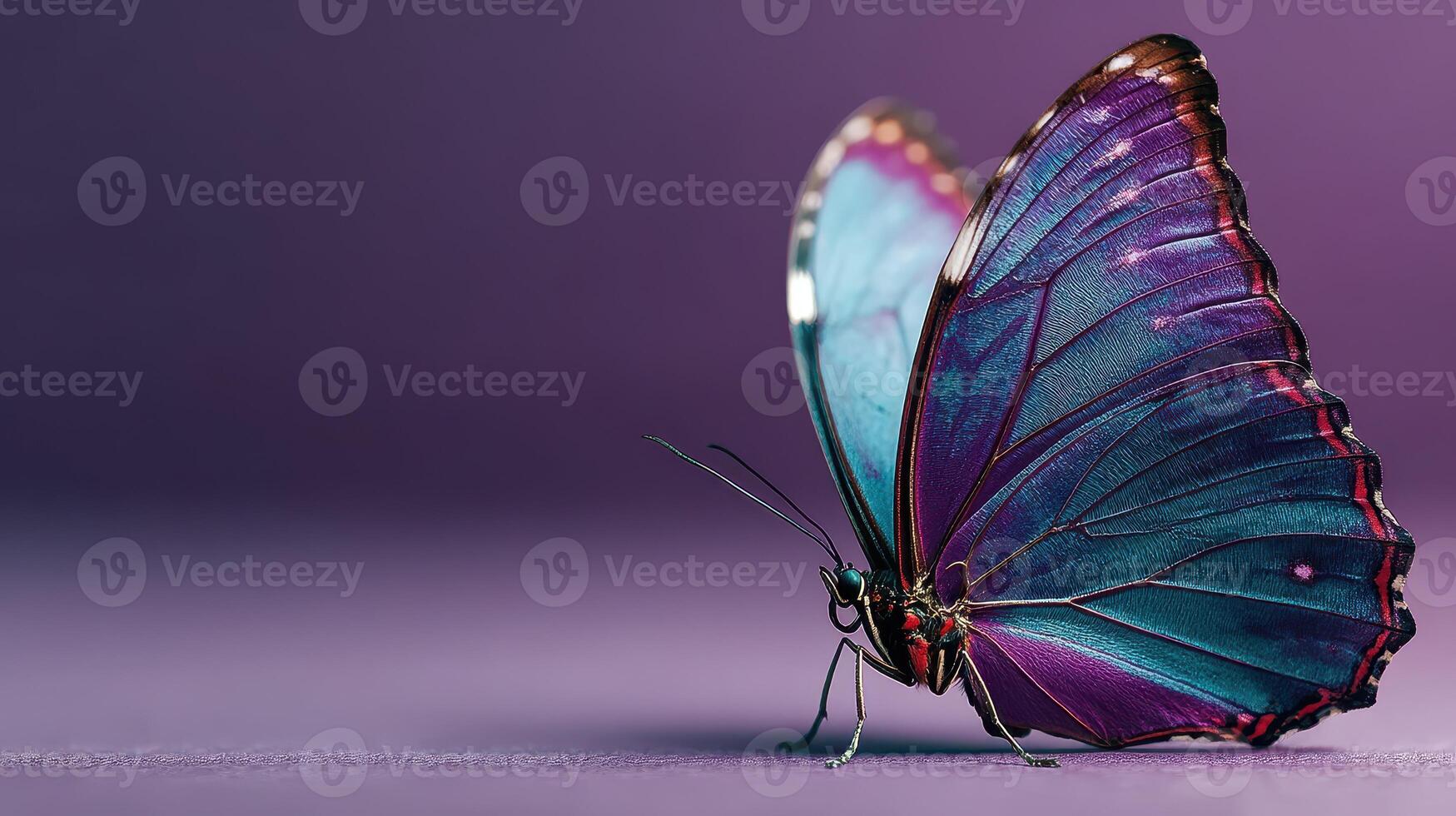 Colorful butterfly rests elegantly on a surface displaying vibrant blue and purple wings in soft lighting photo
