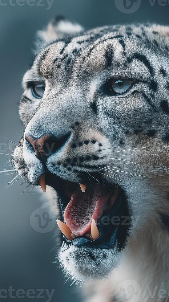Snow leopard roaring in a majestic landscape showcasing its striking features and fierce demeanor photo