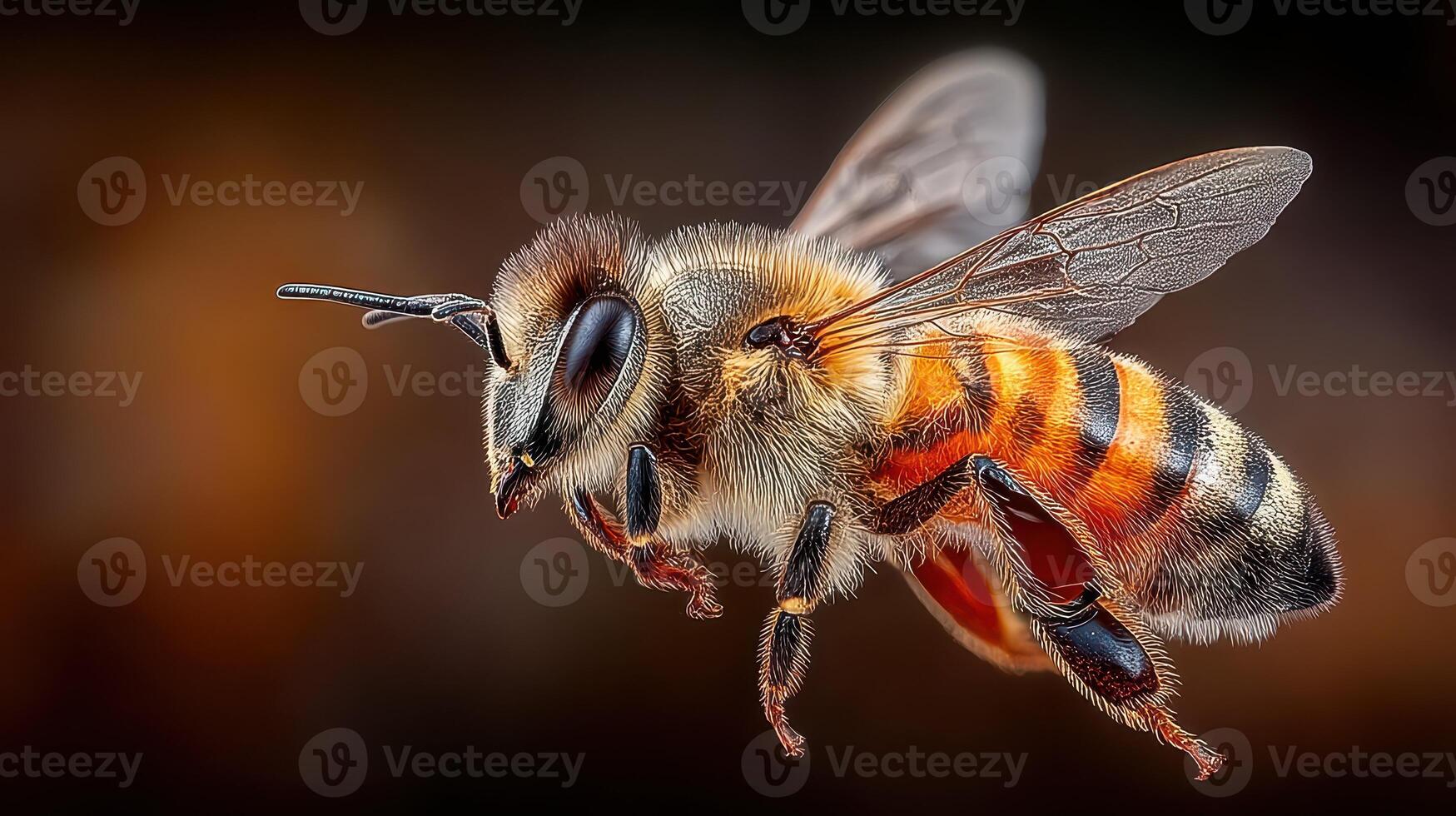 Close up view of a bee hovering mid-air capturing intricate details of its wings and body photo
