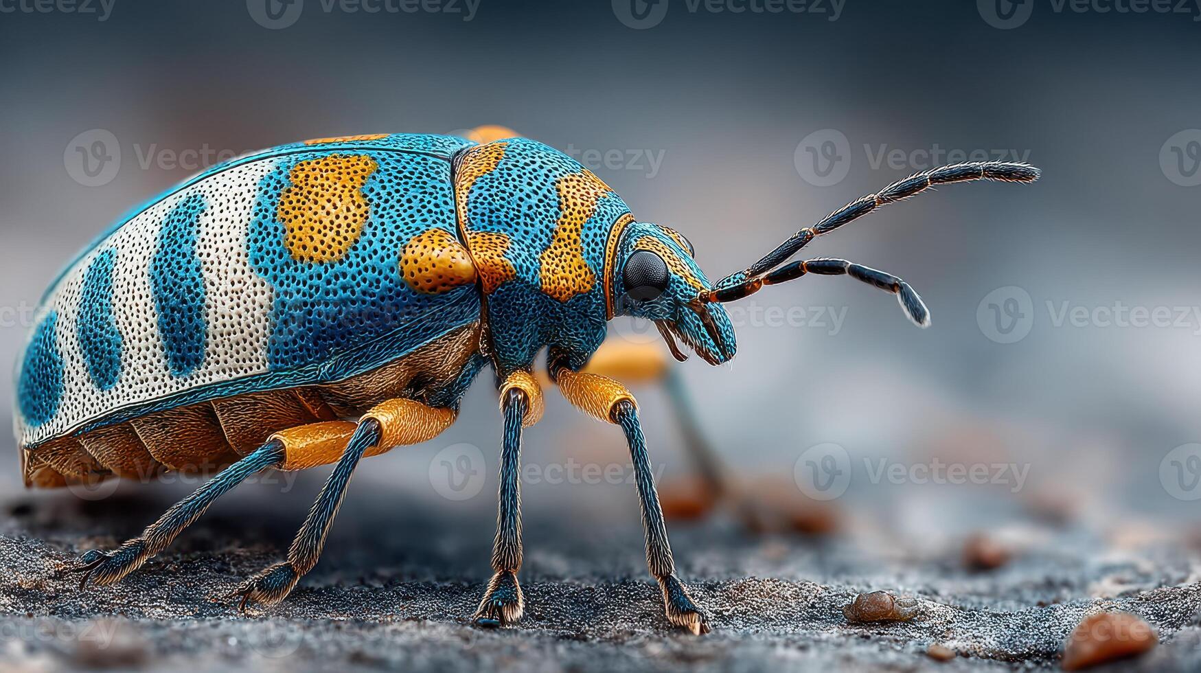 Colorful blue and orange beetle crawling on a rocky surface in nature's habitat under soft light photo